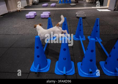 Ein Jack Russell Terrier springt während einer Agilitätsstunde über Hindernisse. Stockfoto