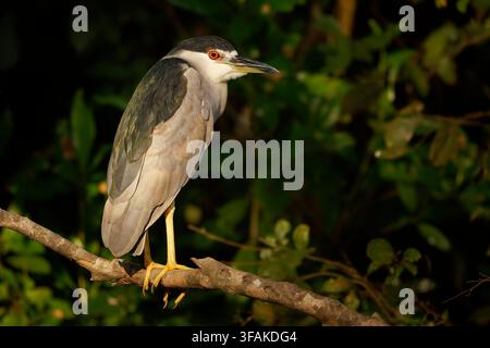 Schwarzkrönchen-Nacht heron Nycticorax nycticorax Nahaufnahme mit auffälligem rotem Auge und gelben Beinen, nächtlicher Watvogel, Amazonas und Pantanal Feuchtgebiet Stockfoto
