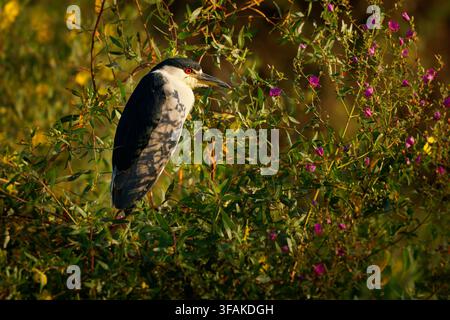 Schwarzkronen-Nacht Herod Nycticorax nycticorax, der zwischen lila Blumen sitzt, auffälliges rotes Auge, nachtaktiver Watvogel, Feuchtgebiete von Amazon und Pantanal, So Stockfoto