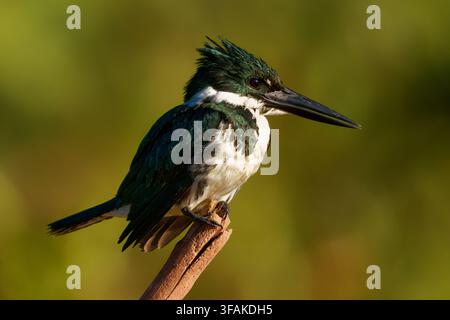 Amazon-Kiebitz Chloroceryle amazona, der mit schillernd grünem Rücken und weißer Unterseite sitzt, ein fischfressender Vogel der Amazonas- und Pantanal-Flüsse, Süd Stockfoto