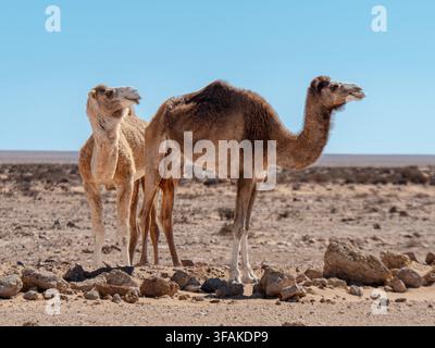 Zwei Dromedare stehen zusammen in der ariden Wüstenlandschaft der marokkanischen Sahara unter einem blauen Himmel. Stockfoto