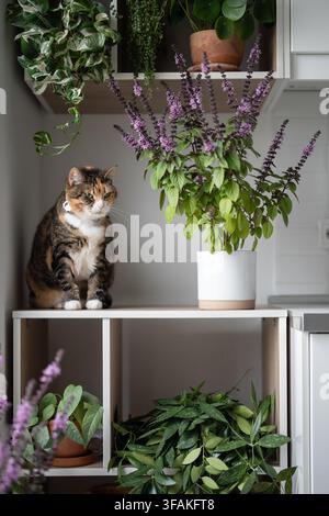 Porträt einer Kalikokatze mit Halsverband auf einer Küchenschranke zwischen üppig blühenden Topf-Thailändischem Basilikum Stockfoto
