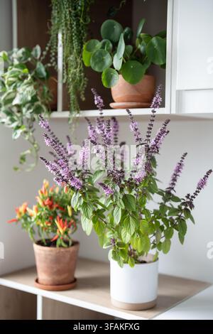 Heimischer blühender aromatischer Thai-Basilikum und getopfter Chili-Pfeffer mit Paprikaschoten auf der Küchenschrankablage. Stockfoto