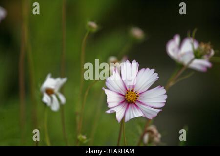 Nahaufnahme einer Kosmeenblüte, die vor einem unscharf im Hintergrund liegenden grünen Hintergrund schwebt. Flache Beleuchtung im Sommer in einem englischen Cottage-Garten. Stockfoto