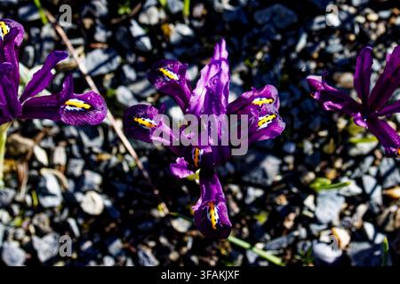 Iris reticulata, die Schneeliris, Netziris oder goldene Netziris, ist eine Art blühender Pflanze aus der Familie der Iridaceae. Stockfoto