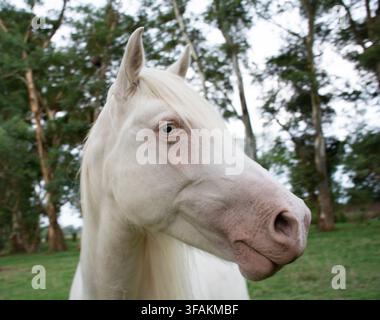 Nahaufnahme-Porträt eines weißen Albino-Pferdes vor einigen Bäumen, mit seinem blauen Auge, an einem Nachmittag in der Provinz Buenos Aires, Argentinien. Stockfoto