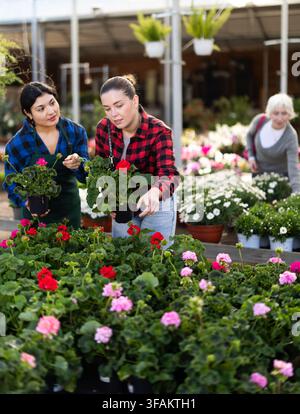 Verkäuferin hilft junger Frau bei der Auswahl eines Geraniums Stockfoto