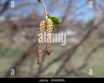 Männliche Kätzchen und aufkommende Blätter der Westlichen Fluss-Birke (Betula occidentalis) an einem Ast im frühen Frühling in Colorado. Stockfoto