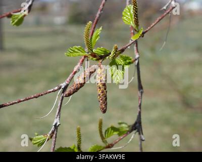 Kätzchen und neu entfaltende Blätter der Westlichen Flussbirke (Betula occidentalis) an einem Ast im frühen Frühling in Colorado. Stockfoto