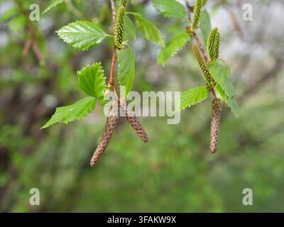 Kätzchen und frische Frühlingsblätter der Westlichen Fluss-Birke (Betula occidentalis) Mitte April in Colorado, USA. Stockfoto