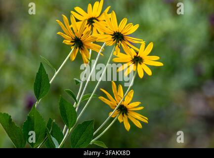 Eine leuchtend gelbe Blüte einer wilden mehrjährigen Sonnenblume Stockfoto