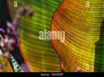 Eine Makro- oder Nahaufnahme eines lebendigen tropischen Blattes, wie einer Banane oder einer Abacapflanze Stockfoto