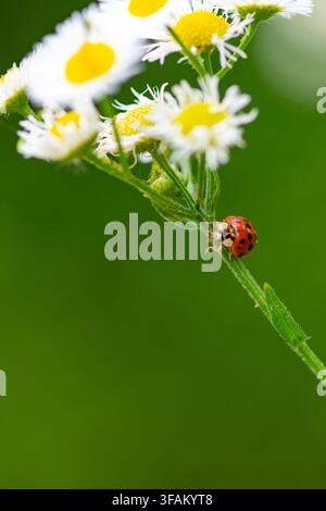 Marienkäfer auf weißer Gänseblume. Makro-Blumeninsekt-Nahaufnahme. Frühlings-Wildblumengarten-Hintergrund. Natürliche Blüte mit Käfer. Stockfoto