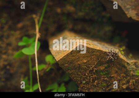 Eine kleine gestreifte Springspinne ruht auf dem Rand eines rauen Steins. Stockfoto