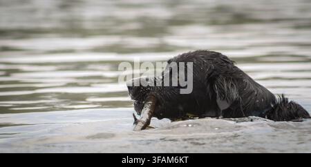 Schwarzer Hund schwimmt, während er einen Holzstock holt Stockfoto