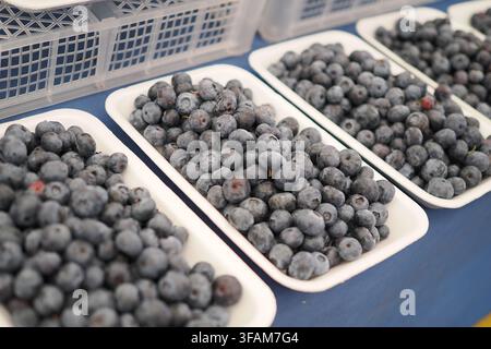 Frische Blaubeeren auf einem Markt ausgestellt Stockfoto