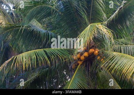 Kokospalme mit einem großen Büschel reifer Kokosnüsse zwischen üppigen grünen Blättern in einer tropischen Außenumgebung. Stockfoto