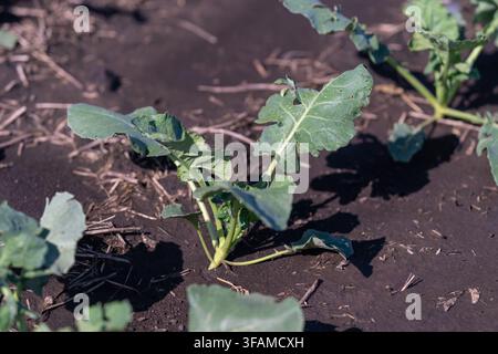 In einer ruhigen Bauernhofumgebung steht frischer Pe-Tsai oder Napa-Kohl stolz mit seinen leuchtend grünen Blättern. Die Sonne wirft sanfte Schatten auf das fruchtbare Ohr Stockfoto