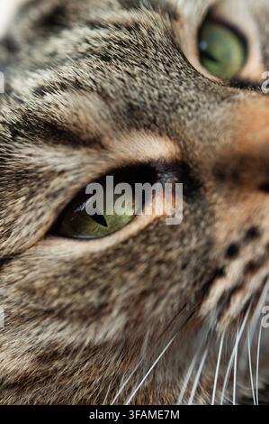 Extremnahe Aufnahme eines getigerten Katzengesichts, das ein lebendiges grünes Auge, gestreiftes Fell und Schnurrhaare im Profil mit geringer Tiefenschärfe zeigt Stockfoto