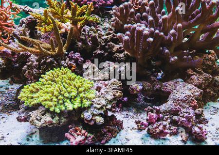 Lebendige Hart- und Weichkorallenriffformation mit violetten verzweigten Acropora und grünen Polypkolonien Stockfoto