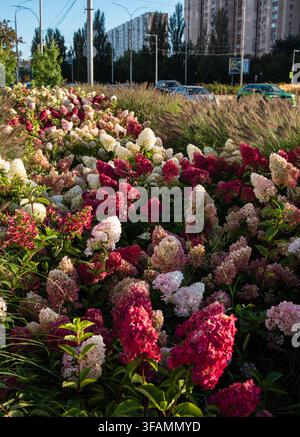 Reiche und leuchtend blühende Rispenhortensien in tiefem Rosa und Weiß schmücken eine Stadtstraße in Obolon, Kiew im Spätsommer Stockfoto