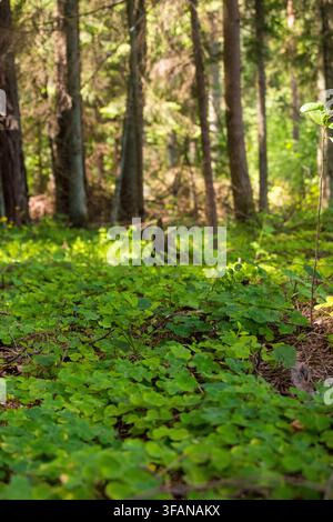 Vertikale Ansicht eines sonnenbeschienenen Waldbodens, der mit grünem Unterholz und hohen Kiefernstämmen bedeckt ist. Ideal für vertikale Hintergründe, Wald-Bathing-Konzepte und Stockfoto