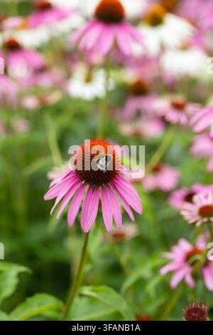 Echinacea purpurea, Sonnenhut, mit einer Hummel Stockfoto