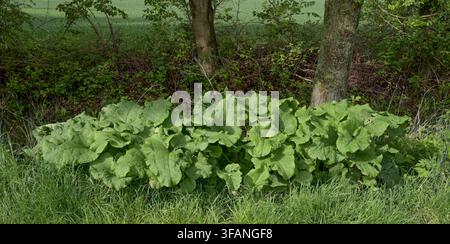 Blätter der Großen Klette bzw. Arctium lappa an einem Ufer des Stroms, Niederrhein, Deutschland Stockfoto