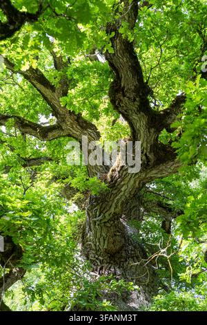 Alter Mustahamba-Eichenbaum mit massivem, texturiertem Stamm und ausladenden Ästen, von unten durch ein grünes Sommerdach gesehen in Estland. Stockfoto
