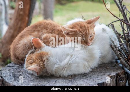Ingwer-Kätzchen schläft sicher an seiner Mutterkatze, während es zusammen auf einem Baumstumpf auf dem Land ruht. Stockfoto
