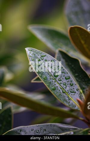 Frische Regentropfen glitzern auf einem glänzenden grünen Magnolienblatt nach einem Frühlingsschauer. Stockfoto