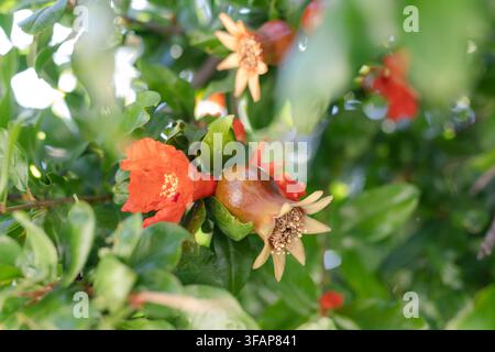 Junge Granatapfel-Früchte und Blüten am Baum Stockfoto
