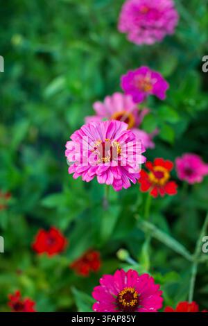 Lebendige rosa Zinnienblüte, die in einem Garten blüht Stockfoto