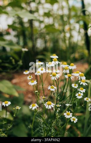 Wildkamillenblüten, die in einem Garten wachsen Stockfoto