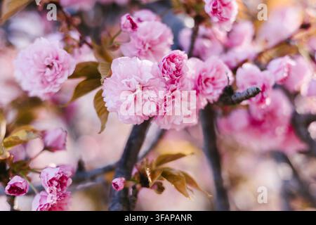 Weichrosa Kirschblüten blühen an einem Baum Stockfoto