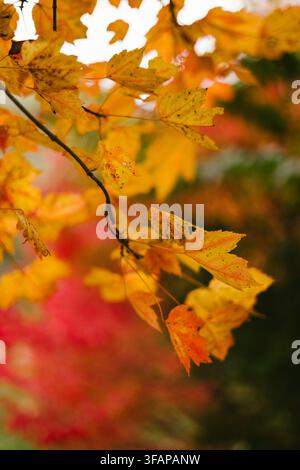 Lebendige goldene Herbstblätter an einem Ast Stockfoto