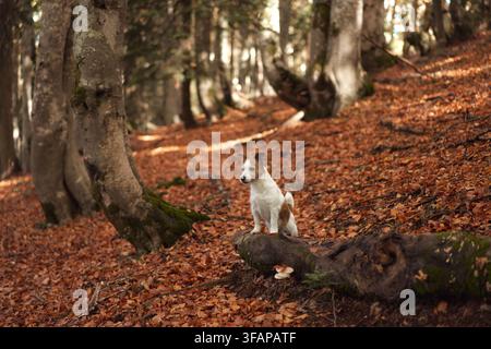 Jack Russell Terrier sitzt auf einem gefallenen Baumstamm, umgeben von orangefarbenen Waldblättern. Ruhige saisonale Landschaft schafft eine natürliche Kulisse für Wanderungen und Stockfoto