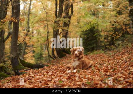 Nova Scotia Duck Tolling Retriever liegt zwischen gefallenen Blättern auf einem ruhigen Waldweg. Goldgelbes Laub schafft eine friedliche saisonale Kulisse für Wanderungen und Stockfoto
