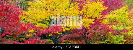 Ansicht von Bäumen in einem Park mit herbstlichen Blättern, die im Herbst gelb und rot werden, lebendige Herbstfarben der Natur, panoramischer Herbstkopf Stockfoto