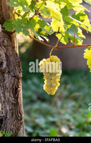 Reife weiße Trauben glitzern im Sonnenlicht und wachsen an einem Weinstock in einem italienischen Weinberg Stockfoto