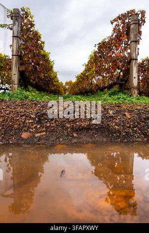 Reihen von Herbstweintrauben, die sich in einer schlammigen Pfütze spiegeln Stockfoto