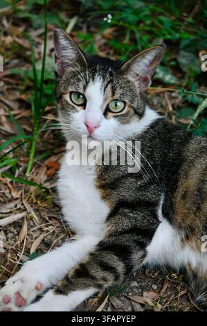 Ein kommerzielles Nahaufnahme-Foto einer neugierigen freilaufenden getigerten und weißen Katze, die draußen auf dem Boden zwischen grünem Gras und trockenem Laub ruht. Die Katze schaut direkt in die Kamera mit wachsamen grünen Augen und zeigt ihr ausdrucksstarkes Gesicht, ihren weißen Brustkorb und ihr gemustertes Fell. Stockfoto