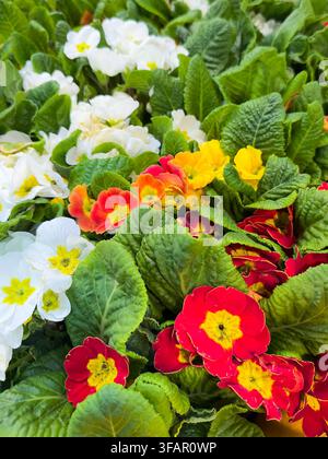 Wunderschönes lebendiges Arrangement aus roten, gelben und weißen Blumen mit grünen Blättern Stockfoto