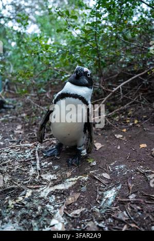 Afrikanischer Pinguin steht auf natürlichem Boden in Kapstadt Stockfoto