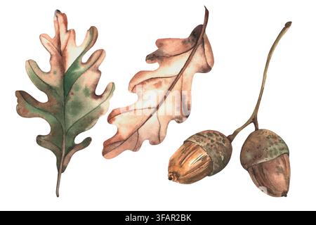 Eichenast mit Eicheln und Blättern. Herbstblätter und Eicheln am Ast. Ein Satz herbstlicher Aquarell-Elemente für thematisches Design. Isoliert Stockfoto