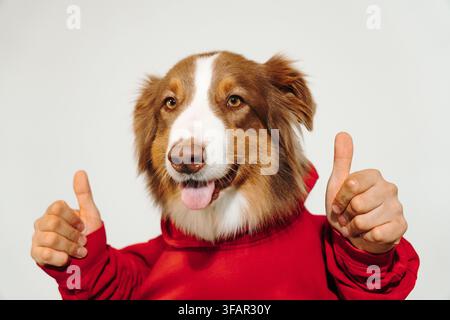 Roter dreifarbiger Australian Shepherd in einem roten Kapuzenpullover zeigt mit menschlichen Händen zwei Daumen nach oben. Fröhliches Haustierkonzept für Zustimmung, Feedback, Branding und Stockfoto