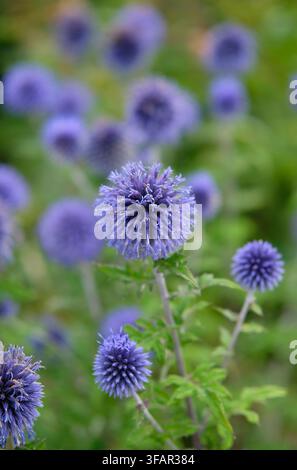 blühende Echinops-Blaue-Kugeldistelblüten in einem englischen Garten, Norfolk, England Stockfoto