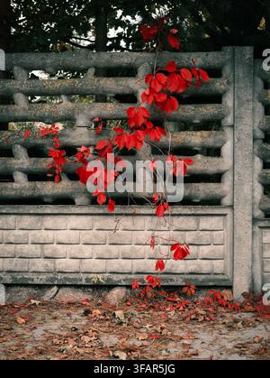 Herbstblätter an der Wand. Stockfoto