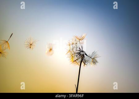 "Löwenzahn-Samen, die im Wind bei Sonnenuntergang fliegen" Stockfoto