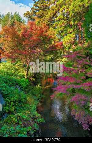 Herbstfarben im Shirakawa Spring unterstreichen die Schönheit der Natur in Kumamotos reicher Landschaft Stockfoto